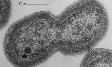 Livsviktig organism hotas av varmare klimat