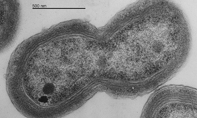 Livsviktig organism hotas av varmare klimat
