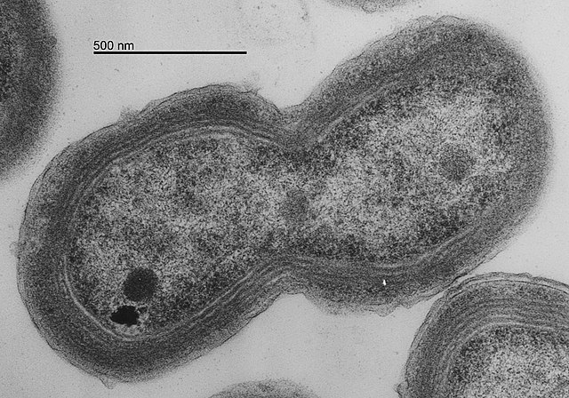 Livsviktig organism hotas av varmare klimat